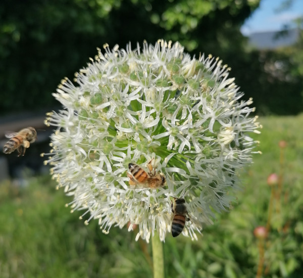 Bienen bei der Bestäubung einer Knoblauchblüte